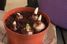 Growing Gardeners - Bulb Pots