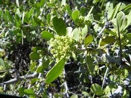 Image result for Gymnosporia senegalensis