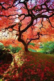Christine sherk @csherkrg thursday oct 25, 2018 at 12:01 am nov 2, 2018 at 10:28 am. Http Vfiverr Com Portland Japanese Garden Beautiful Nature Japanese Garden