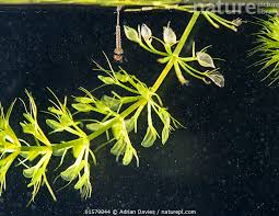 Image result for Aldrovanda vesiculosa