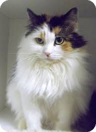 This gives us better information on the cat's personality, needs and what sort of home might be the best fit. Maine Coon Cat Adoption Mn Best Cat Wallpaper