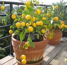 Lemon tree hotel chart analysis peers quarters profit & loss balance sheet cash flow ratios investors documents. Growing Lemons In Containers Information Agri Farming