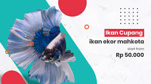Check spelling or type a new query. Indukan Ikan Hias Video Promosi Pemasaran Ikan Online Pasar Ikan Cupang Contoh Video Iklan Youtube