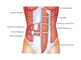 These organs differ in size, shape, location and function. Anatomy Of The Core Definition And Muscles The Body Minus Arms And Legs The Torso Pelvis And Hips Major Core Muscles Pelvic Floor Transversus Ppt Download