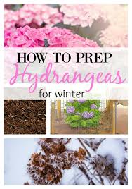Hydrangeas How To Prep For Winter Months In Only 6 Steps Hydrangea Care Hydrangea Landscaping Garden Prepping
