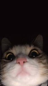 Sude On Twitter In 2020 Cute Cat Memes Cute Cat Wallpaper Cute Animals
