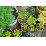 Container Gardening & Plant Care with the Kauaʻi Master Gardener Pollinator Group