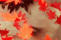 The best gifs of falling leaves on the gifer website. Falling Leaves Gifs Get The Best Gif On Giphy