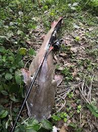 Baung ekor merah monster 30kg sungai selangor. ãƒã‚­ãƒ  Rocketman5877 Twitter