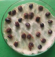 Image result for Acacia pilispina