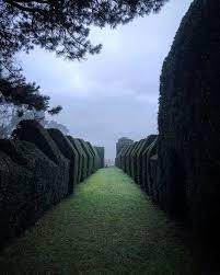 Alexander Hoyle On Instagram Yew Walk Secretgarden Jasminumnudiflorum Maze Englishgarden Taxus Hedges Topiar Next Garden Victorian Garden Secret Garden