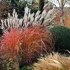 Check spelling or type a new query. Miscanthus Zebra Ornamental Grass For Sale Wayside Gardens