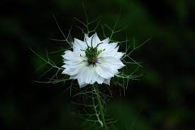 Pin On Love In A Mist