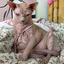 It developed like this through select breeding by for this reason, the full name of the sphynx that we know and love today is the canadian sphynx. Photos Sphynx Cat Goes Viral For His Terrifying Glare Insider