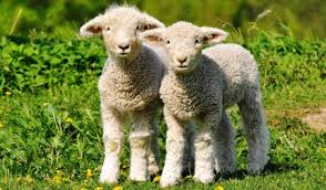 Some of us are believed to be closer to the divine than others. Priest Offers St Francis Day Phone Blessing For Animals Peta