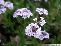 La verveine en quelques mots la verveine de buenos aires s'intègre à merveille dans les massifs naturalistes les verveines sont des plantes faciles à cultiver pour ce qui est de la verveine citronnelle, nous vous suggérons de la tailler sévèrement à la. Verveine De Buenos Aires Verbena Bonariensis Planter Cultiver Multiplier