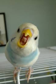 muhabbet kusu sesleri goygoycu otmeler muhabbet kusu agzi acik bir sekilde bagiriyor budgies pet birds funny birds