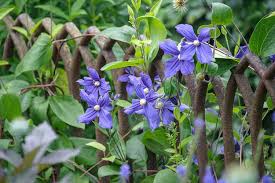 Image result for Emilia integrifolia