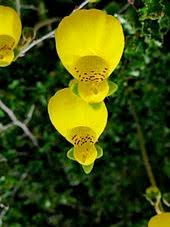 Image result for Calceolaria tripartita