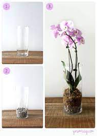 Pin On Orchids