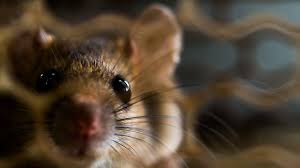 This is a different species of mouse than the common house mouse, although the two species are often confused. 4 Destructive Things A Rat Or Mouse Will Do In A House
