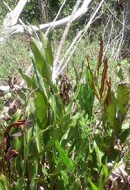 Image result for Acrostichum aureum