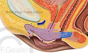 Start by marking weibliche geschlechtsorgane: Organe Der Frau Weibliche Geschlechtsorgane