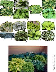 Once you have cut a circle around the clump, slide the spade underneath the clump and lift it out of the ground, or pry the clump from the ground with the fork. Designing Planting A Hosta Garden Fred Gonsowski Garden Home