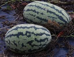 Image result for Citrullus lanatus