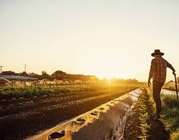Processors, farmers struggle with pandemic-fueled demand for locally raised  meat