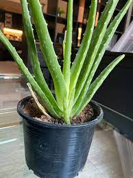 Treatments & prevention · signs & symptoms · preventative measures Aloe Vera Plant Care Readbeach Com