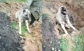 Hatay Da Zehirlenerek Oldurulen Kopek Icin Bakanlik Devreye Girdi