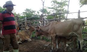 Control ganadero: primer paso para cumplir | Artemisa Diario