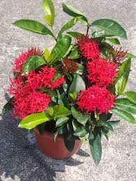 Image result for Ixora laurentii