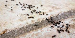 Se Debarrasser Des Fourmis Les Astuces Naturelles M6 Deco Fr