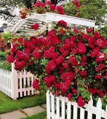 Gardening Flowers Plants Trees Landscape Plant Guide Cottage Garden Climbing Roses Planting Flowers