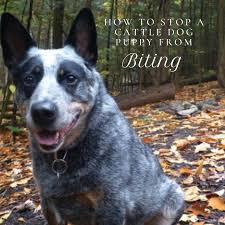 They are very trainable and are known to for more information on airlines and procedures. How To Stop A Cattle Dog Puppy Heeler From Biting Pethelpful By Fellow Animal Lovers And Experts