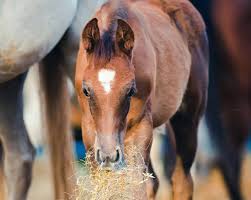 I'm not sure about your horses, but i feed mine whole oats, flax seed oil, acv, vegetable oil (soybean), and shoglo. Feeding Young Horses Graduating To A Grown Up Diet The Horse