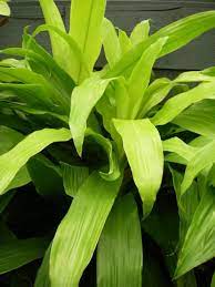 Dracaena Limelight Is One Of The Best Plants For Cleaning Your Indoor Air Cool Plants Plants Houseplants Low Light