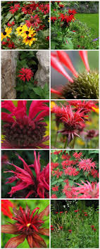 50 Natives Pennsylvania Monarda Didyma Bee Balm Bergamot Pith Vigor Cultivating Garden Style Flowers Perennials Native Plant Landscape Bee Balm