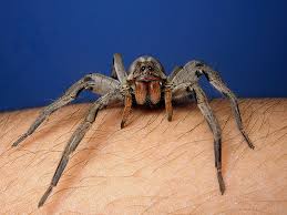 Image result for wolf spider bite skin