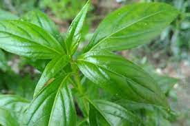 Sambiloto atau juga disebut si raja pahit adalah tumbuhan alami yang biasa digunakan sebagai pengobatan herbal. Cerita Dokter Di Semarang Terkait Khasiat Sambiloto Yang Mampu Percepat Kesembuhan Pasien Covid 19 Semua Halaman Grid Health