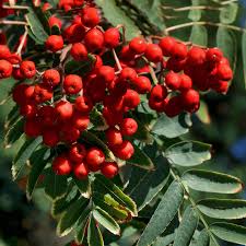 L1 before leaving the subject of witch rides we must not forget that notorious. Sorbus Chinese Lace Cut Leaved Mountai Ash Rowan Tree