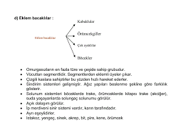 Eklem Bacaklilar Konu Anlatimi 9 Sinif Biyoloji Canli Alemleri Ve Ozellikleri Konu Anlatim Sunusu 2019 2020