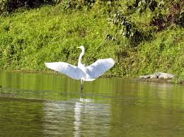 We did not find results for: Chitwan Nationalpark Nepal Reisen Informationsportal
