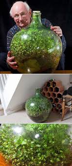 This Is What Happens When You Don T Water A Sealed Garden For 42 Years Smallterrariumideas Closed Terrarium Plants Bottle Garden Garden Terrarium