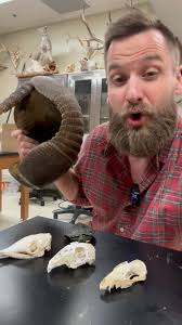 Wild Fern Lab (@wildfernmedia) • Instagram photos and videos