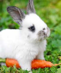 If you feed a good variety of vegetables daily if you have been unable to locate high fibre/low protein pellets, then it's particularly important to feed to small quantities of food as this reduces the. What Do Baby Rabbits Eat A Complete Nutritional Guide