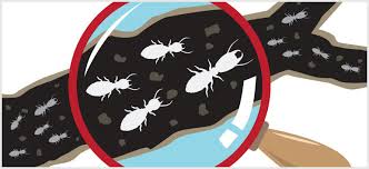 Gc pest control work is 100% guaranteed. Termite Inspection In Brisbane