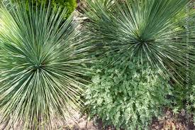 Image result for Lebeckia linearifolia